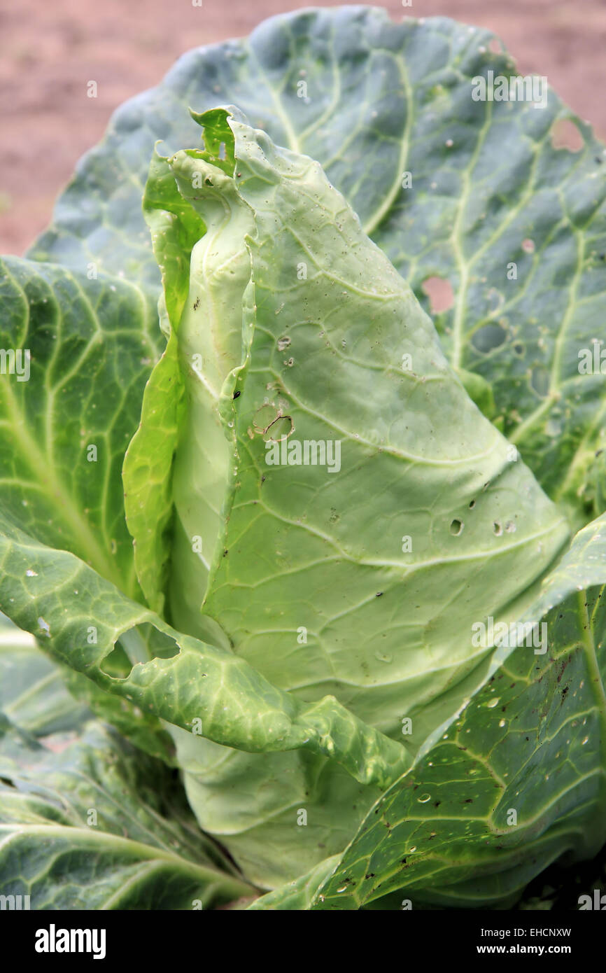 Pointed cabbage Stock Photo Alamy