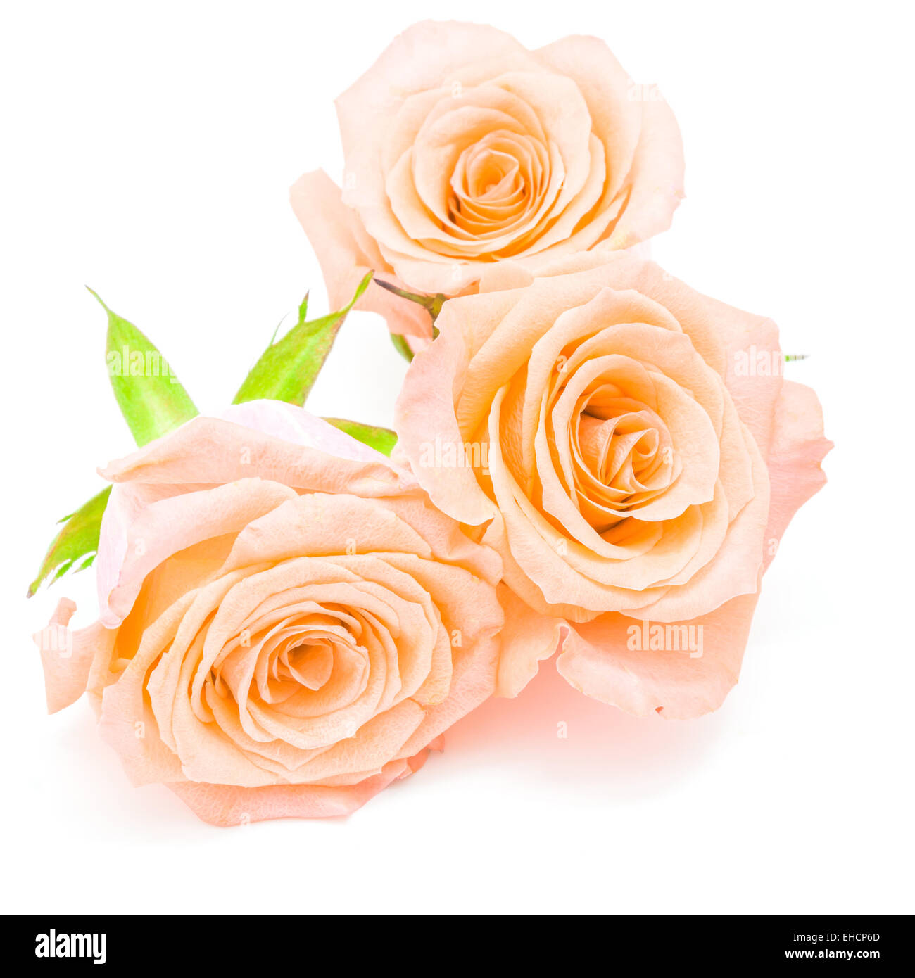 Beautiful orange rose flower, isolated on white background Stock Photo