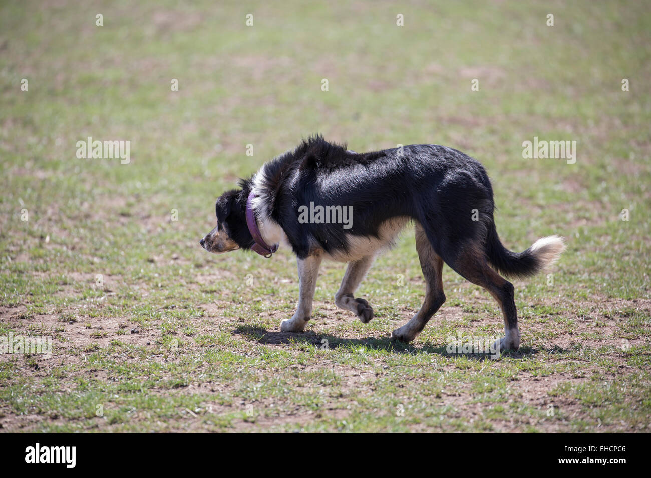 Kelpie - Australian sheepdog Stock Photo