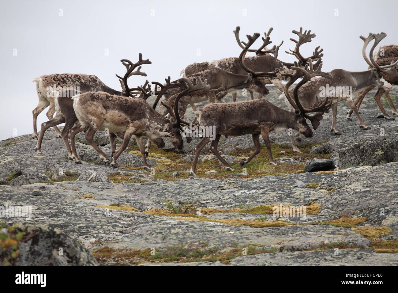 Caribou bulls in northern Norway Stock Photo