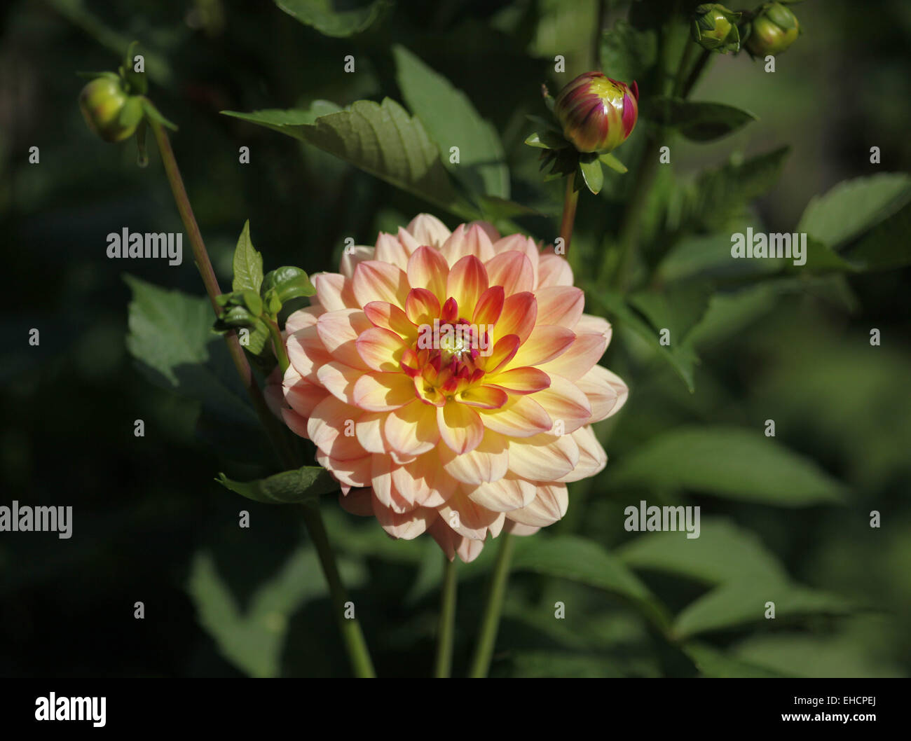 Dahlia knospe hi-res stock photography and images - Alamy