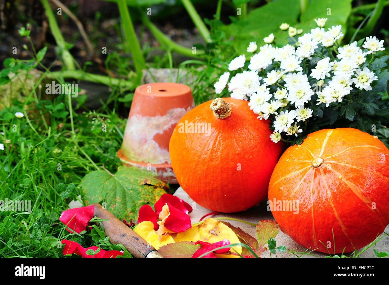 Hokkaido pumpkin in the fall foliage Stock Photo - Alamy