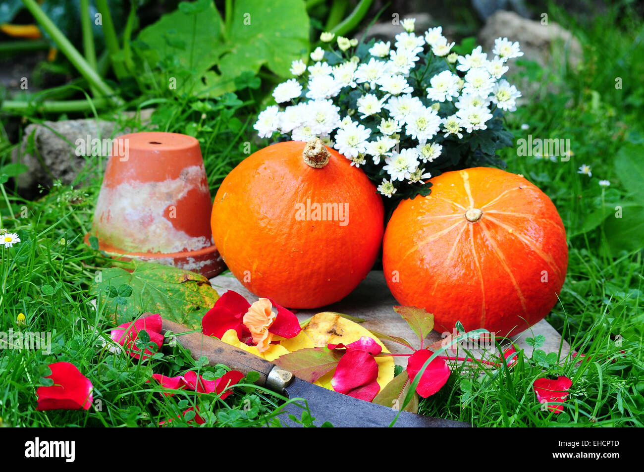 Hokkaido pumpkin in the fall foliage Stock Photo - Alamy