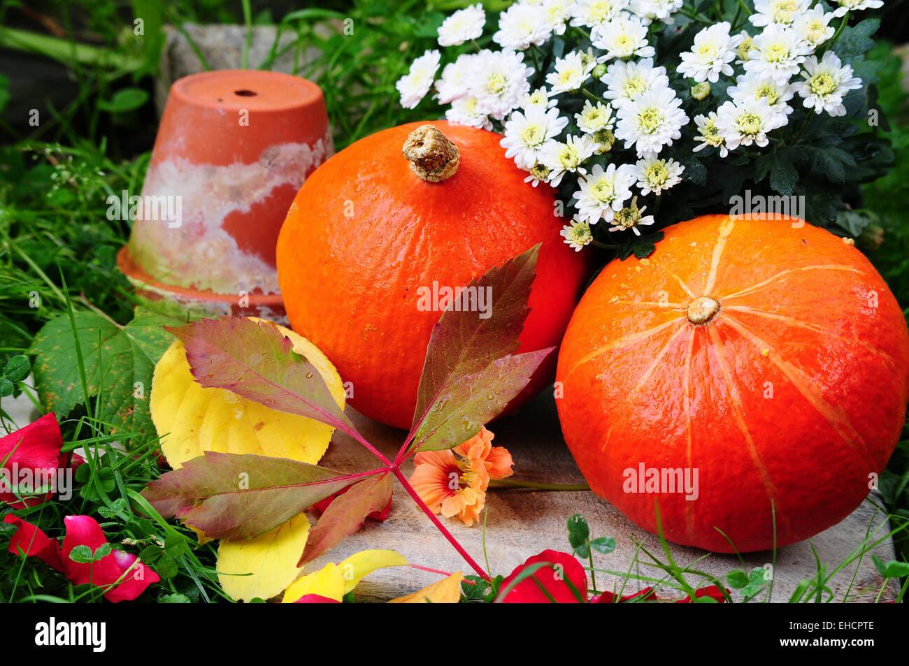 Hokkaido pumpkin in the fall foliage Stock Photo - Alamy
