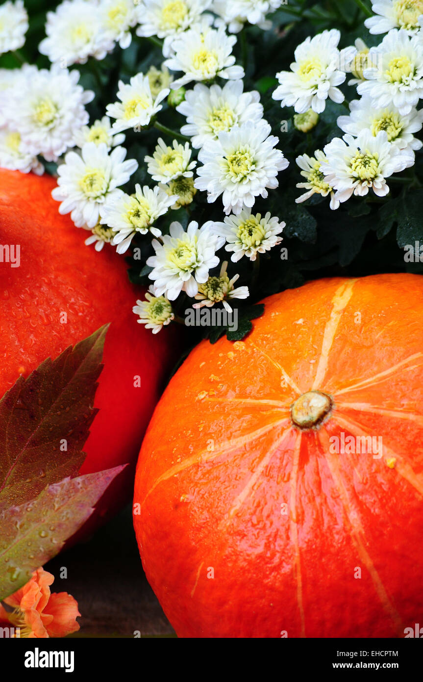 Hokkaido pumpkin in the fall foliage Stock Photo - Alamy