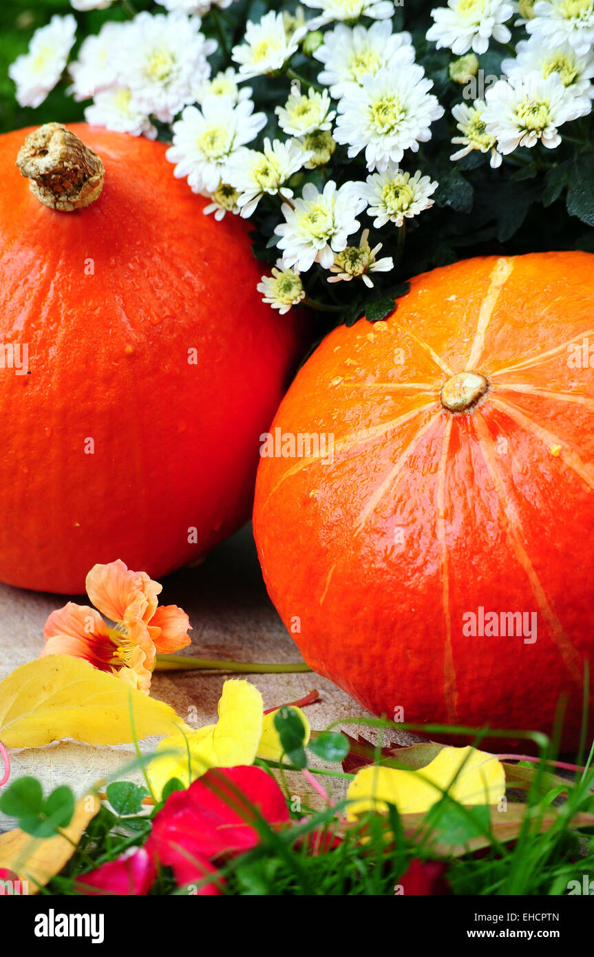 Hokkaido pumpkin in the fall foliage Stock Photo - Alamy