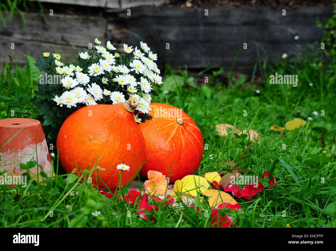 Hokkaido pumpkin in the fall foliage Stock Photo - Alamy