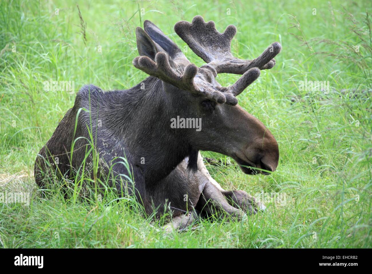 Moose hunt hi res stock photography and images Alamy Moose hunt hi res stock photography and images Alamy