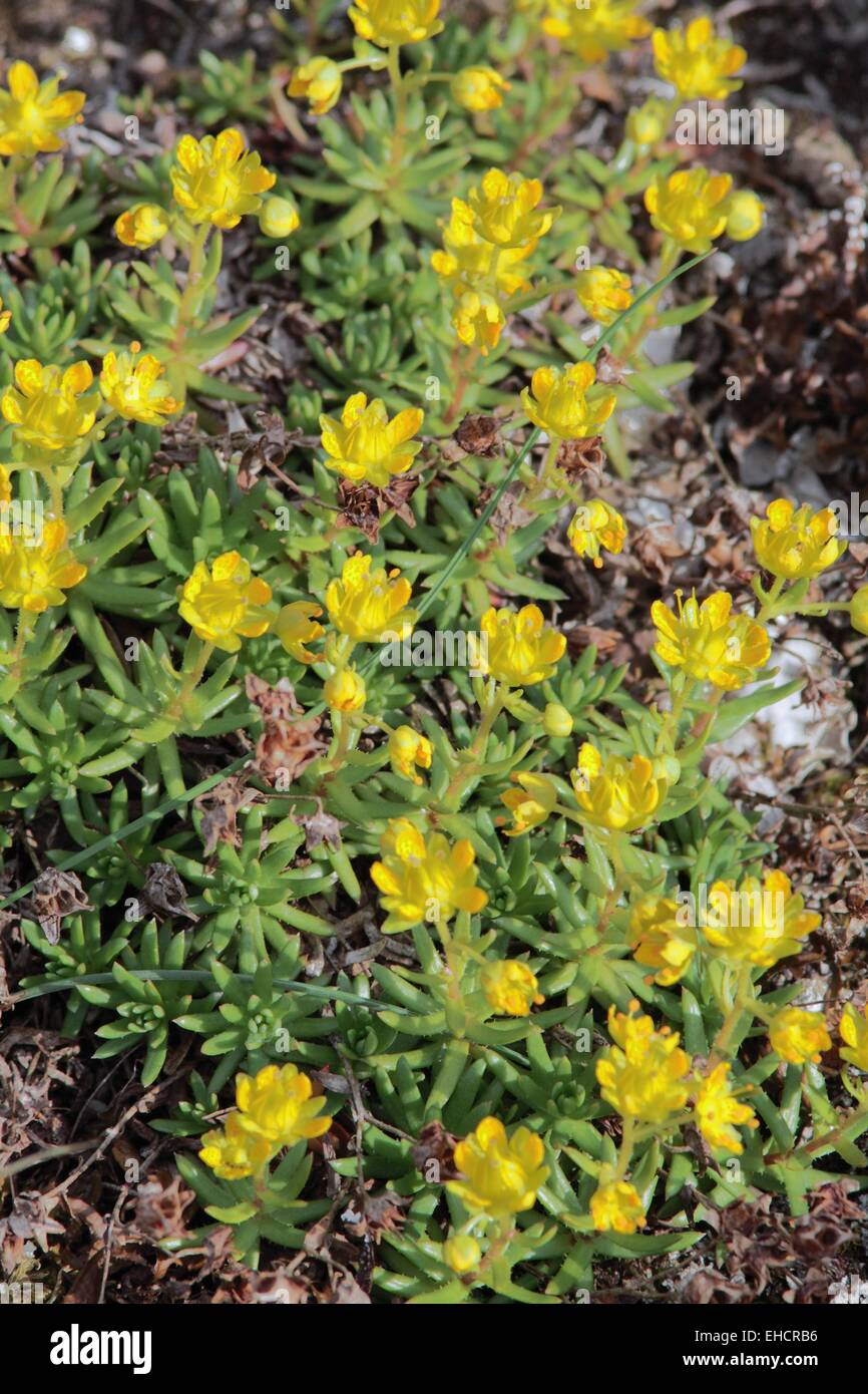 Fettenhennen saxifrage, Saxifraga aizoides Stock Photo
