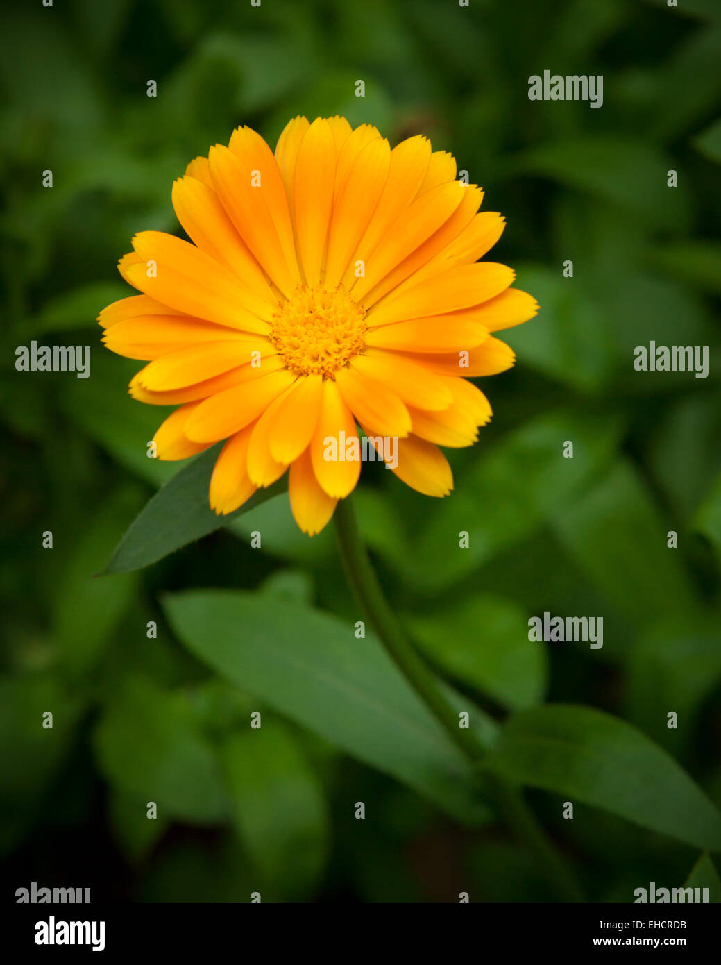 One yellow flower and green leaves Stock Photo