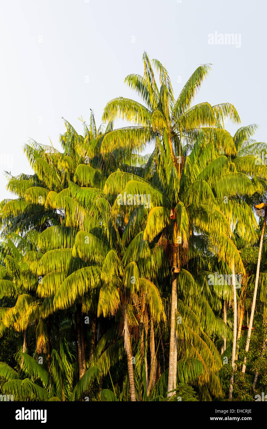 Group of palm trees Stock Photo Alamy