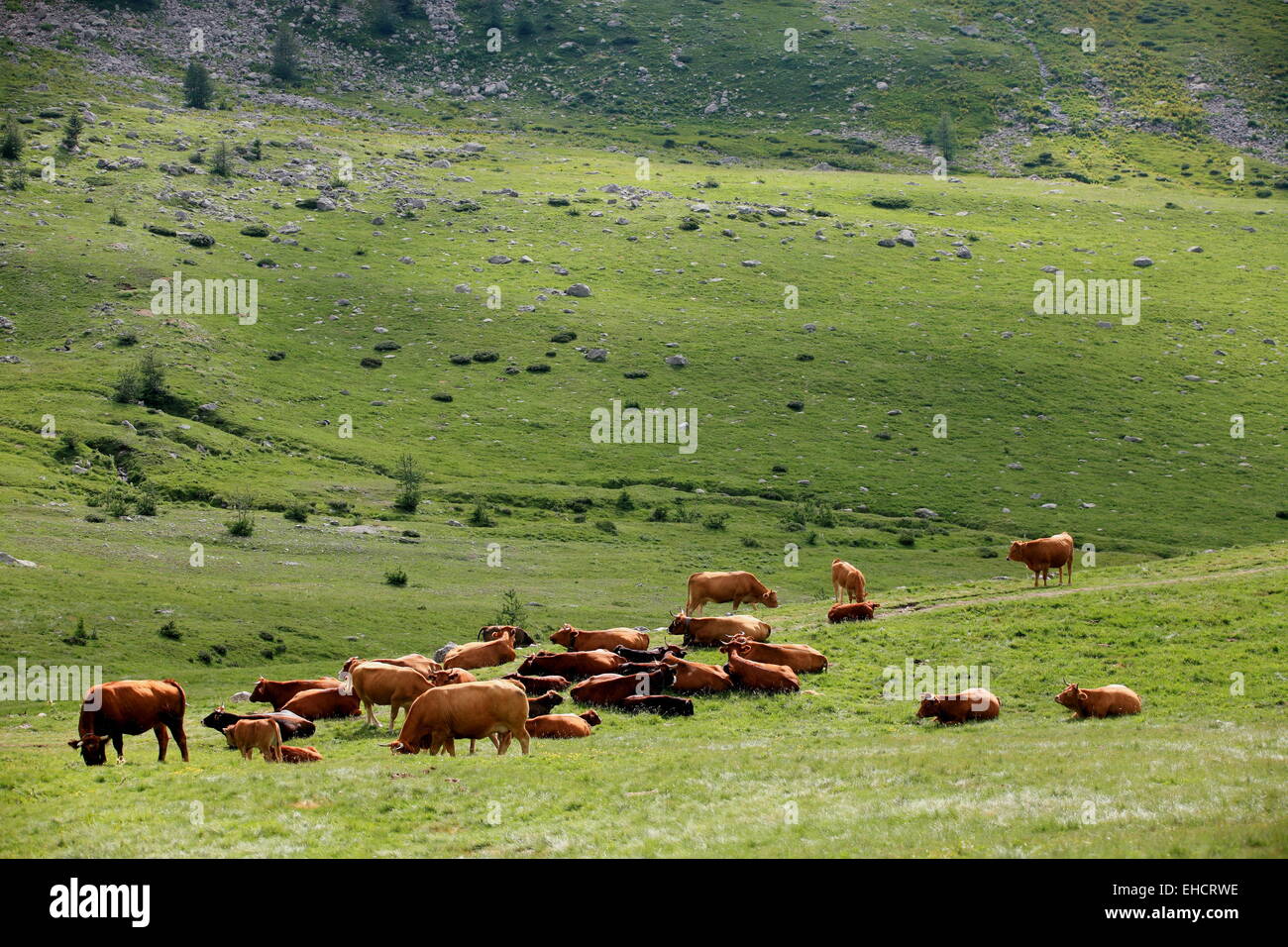 Cows pasturage in the beautiful mountain landscape in the Mercantour national park in southern French alps Stock Photo