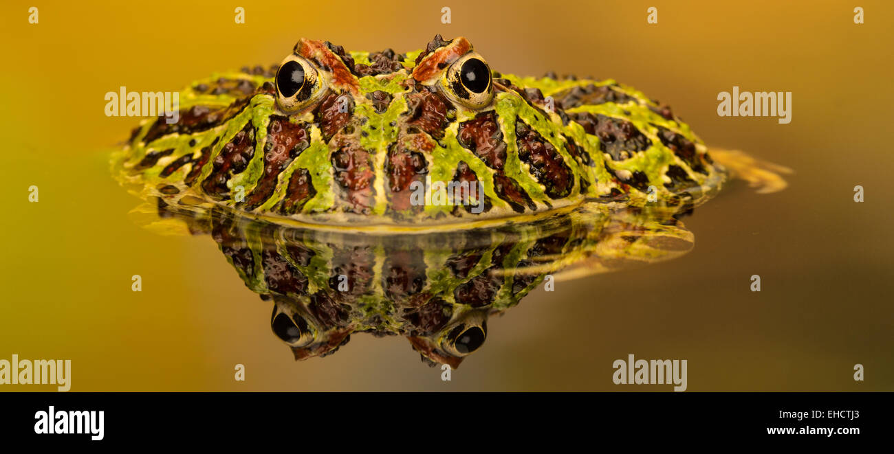 Ornate Horned Frog reflection Stock Photo