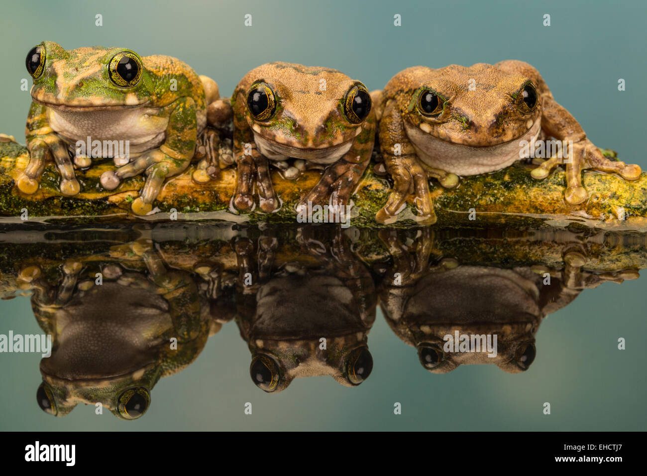 Group Of Frogs