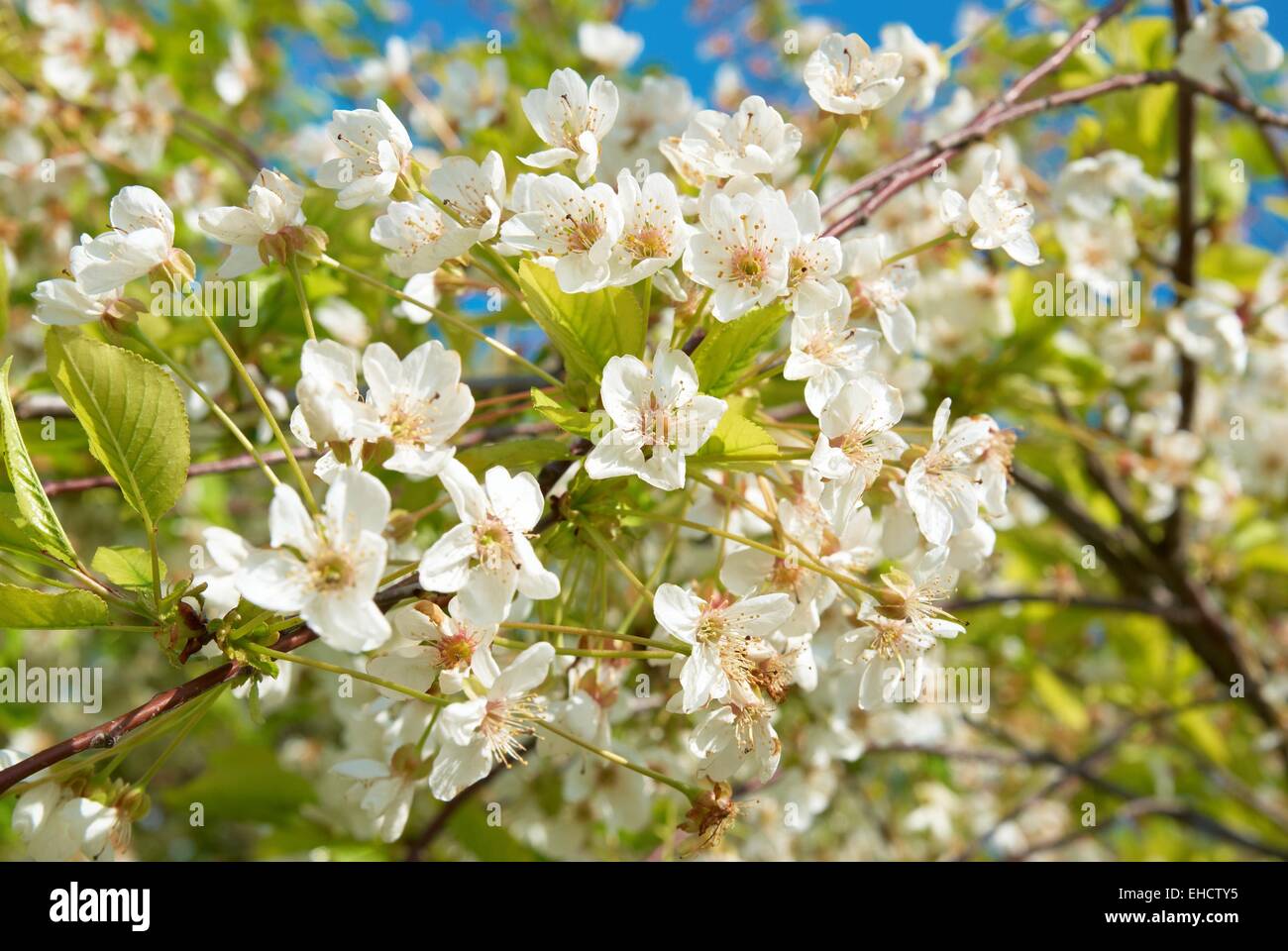 White cherry flowers with blue sky background Stock Photo - Alamy