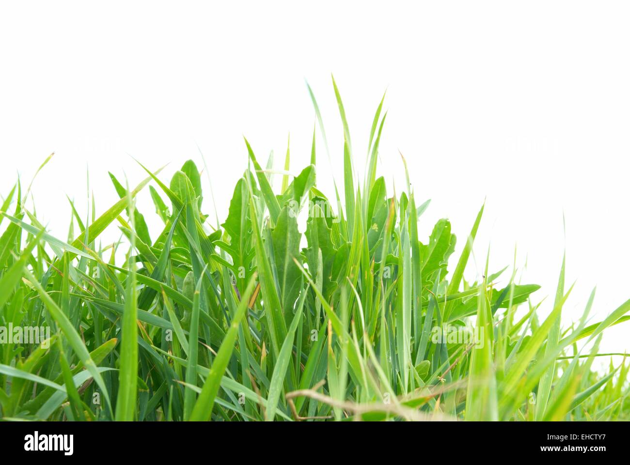 Green grass isolated on the white background Stock Photo - Alamy