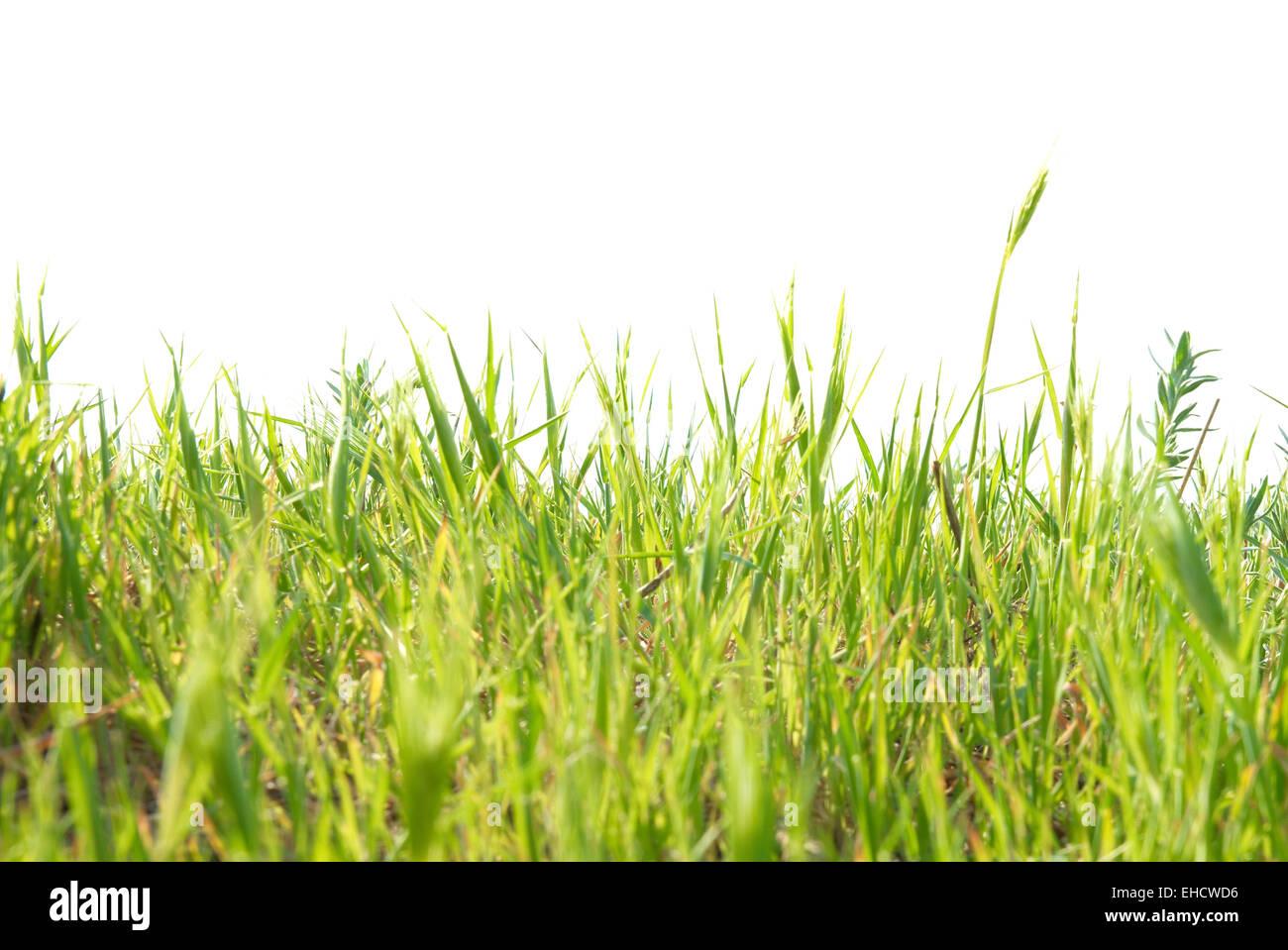 Green grass isolated on the white background Stock Photo - Alamy
