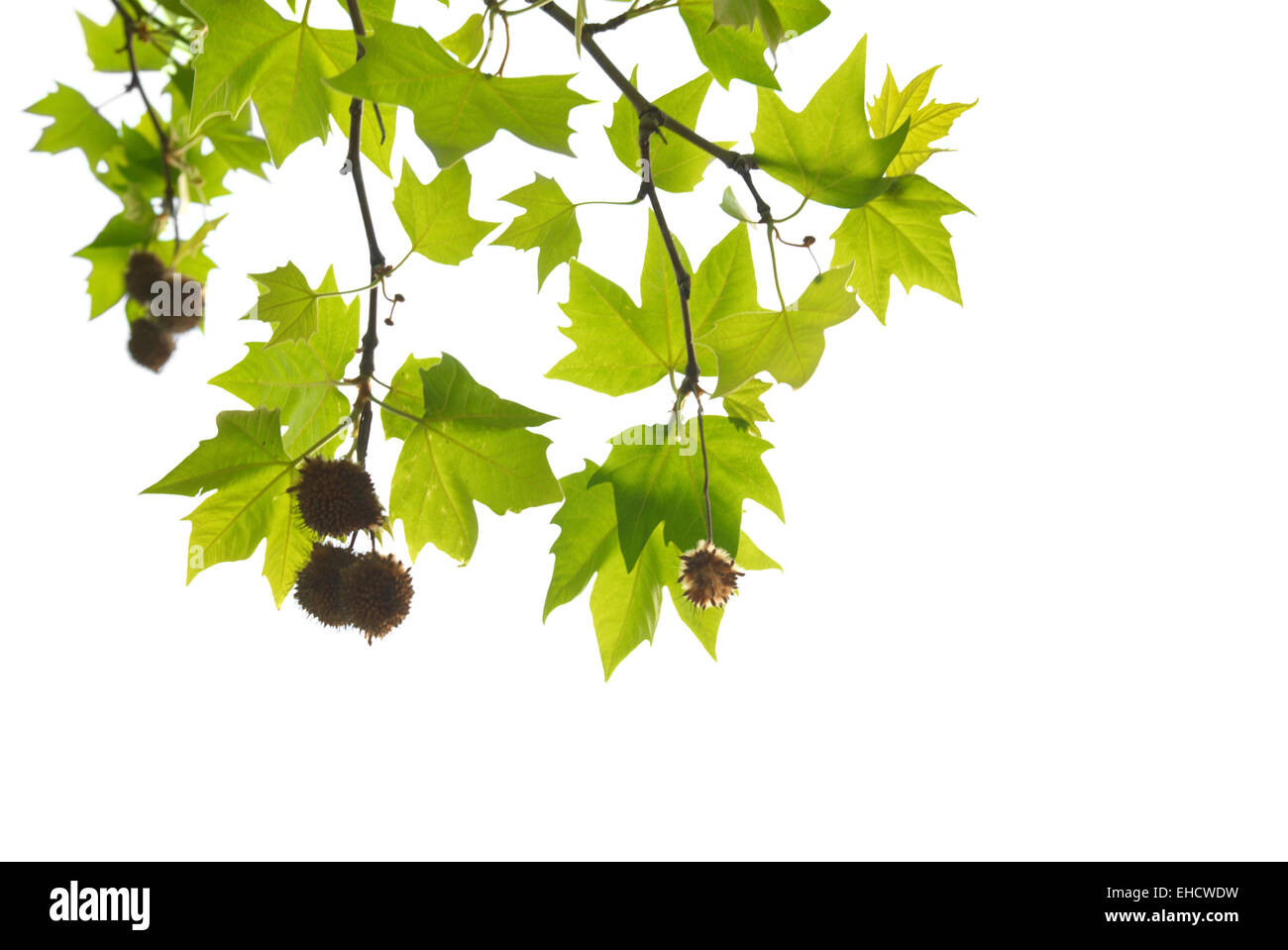 Green maple leaves with branch isolated on white background Stock Photo ...