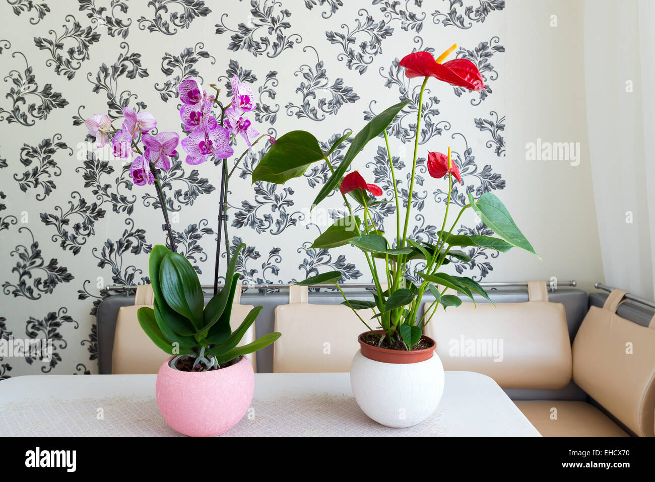 Live potted plants in pots at  interior Stock Photo