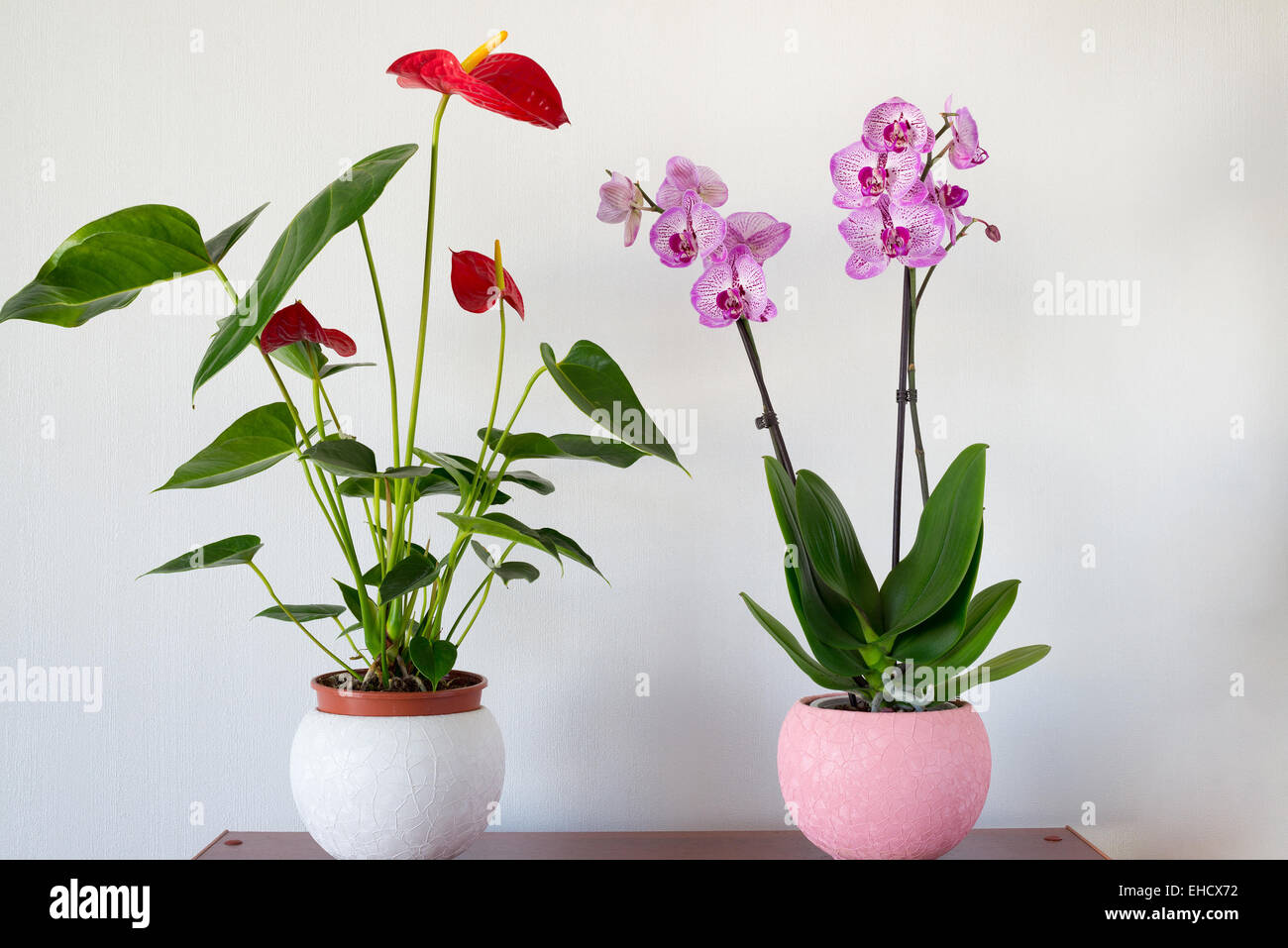 Live potted plants in pots at  interior Stock Photo