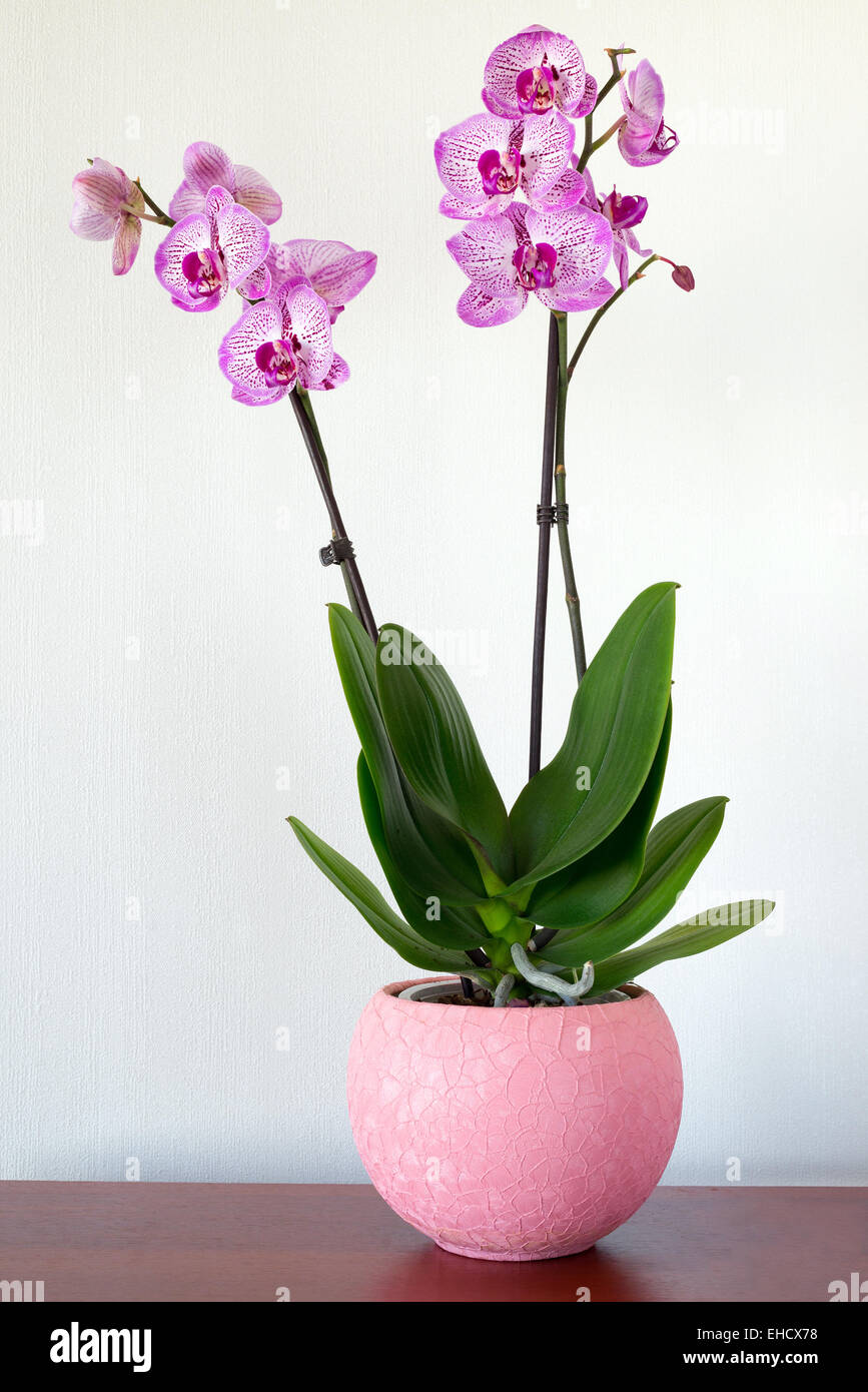 Indoor pink orchid flower in Interior Stock Photo