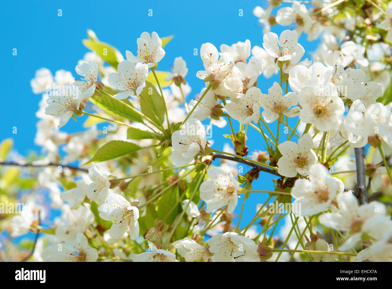 White cherry flowers with blue sky background Stock Photo - Alamy