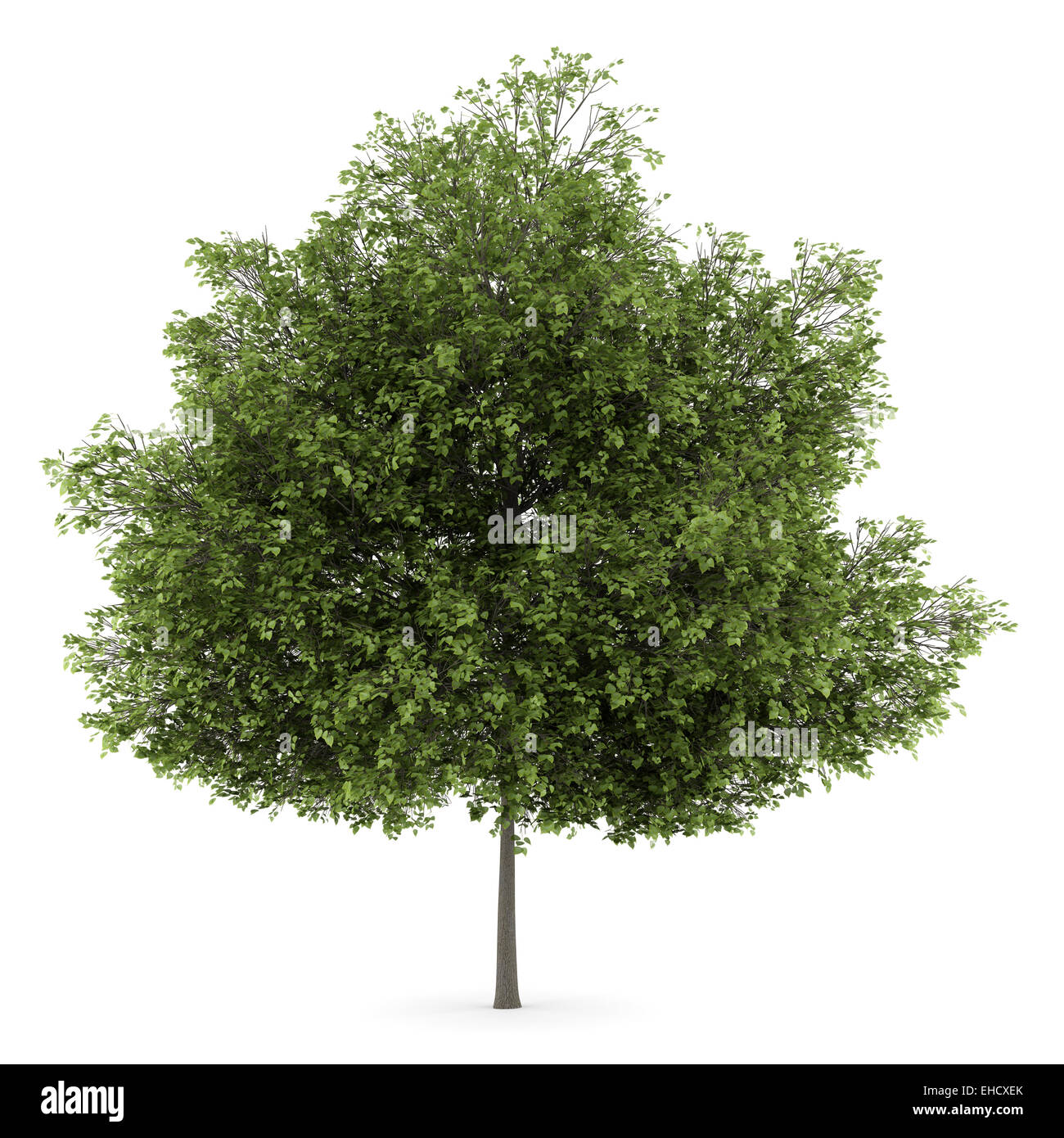 small-leaved lime tree isolated on white background Stock Photo