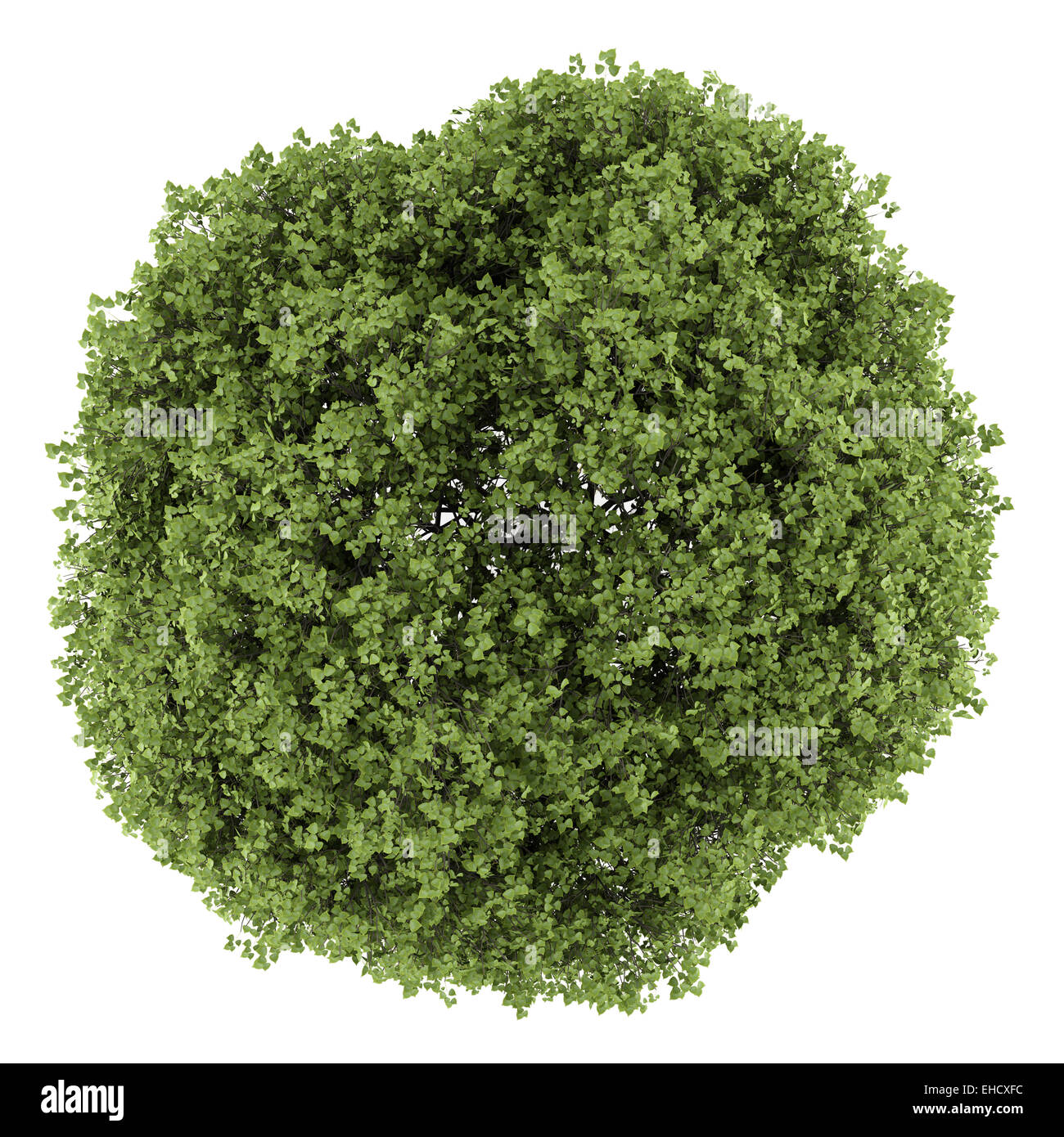 top view of small-leaved lime tree isolated on white background Stock Photo