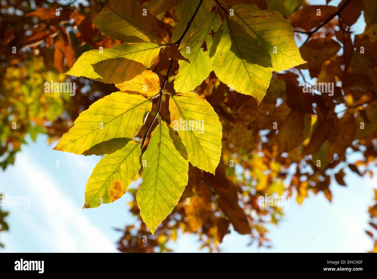 Autumn leaves with the blue sky background Stock Photo - Alamy