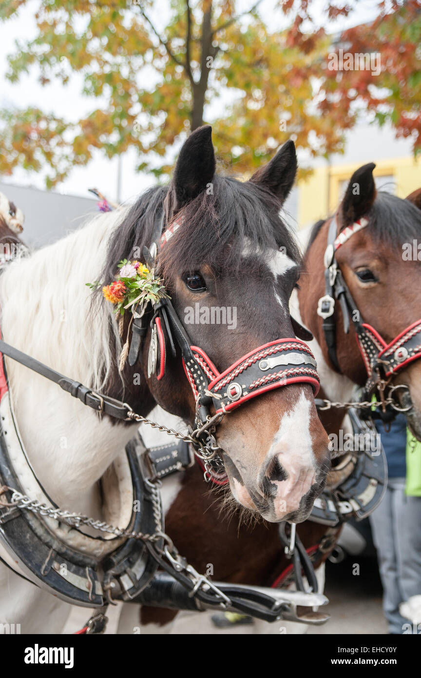 Decorated bridle hires stock photography and images Alamy