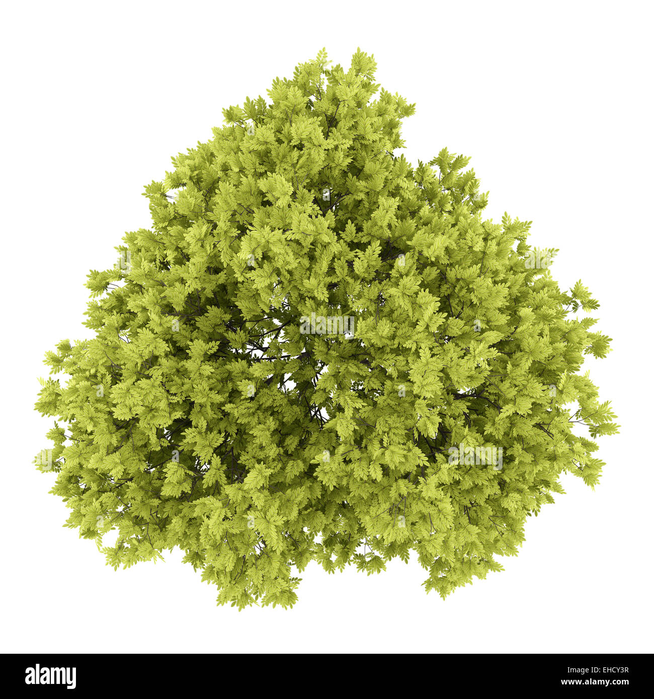 top view of honey locust tree isolated on white background Stock Photo