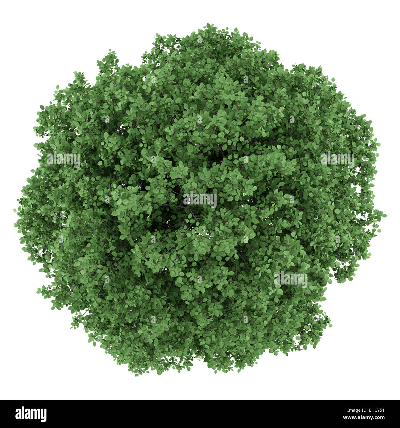 top view of common hornbeam tree isolated on white background Stock ...