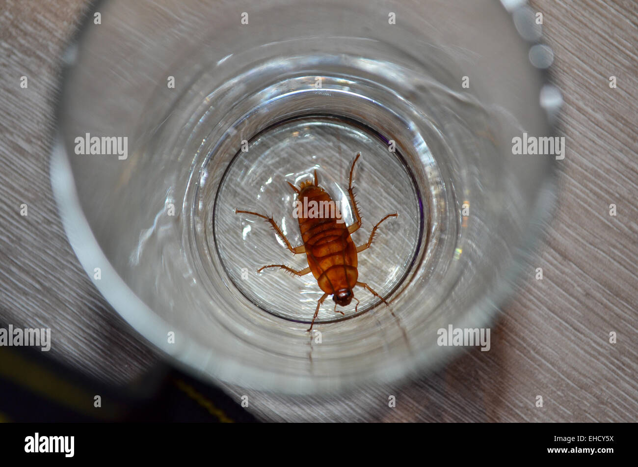 Cockroach in a glass, captured in our apartment in Paphos, Cyprus Stock ...