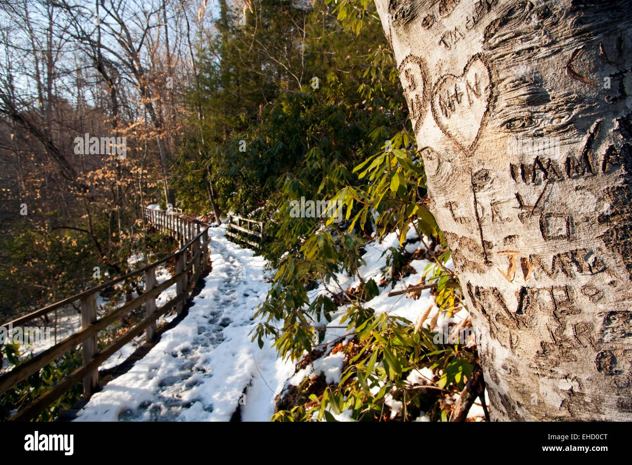 Close-up of tree carvings / graffiti on Andy Cove Trail - Pisgah National Forest, near Brevard, North Carolina, USA Stock Photo