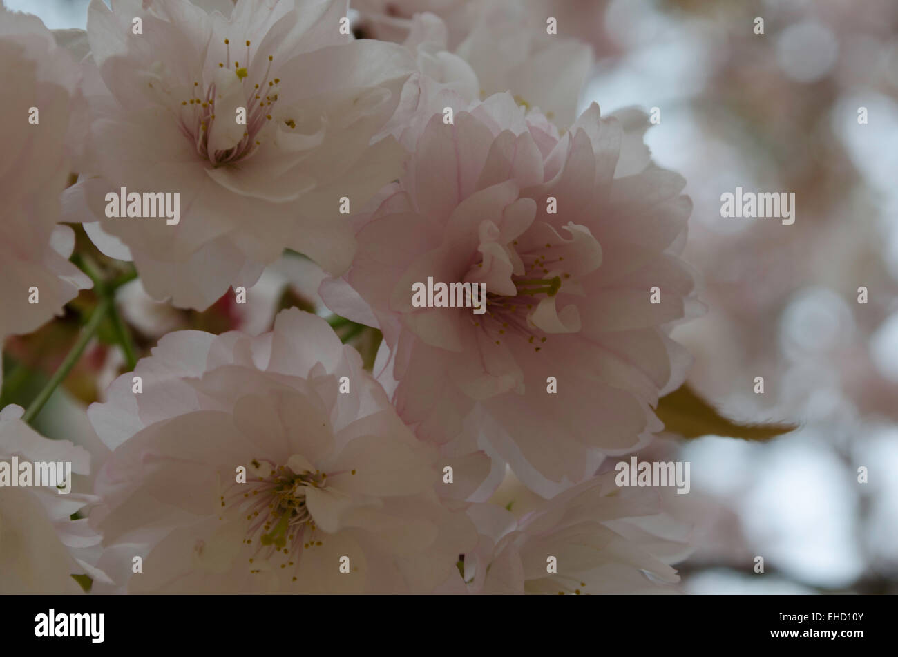 light pink sakura cherry tree, Yaezakura in full bloom, Yoshino