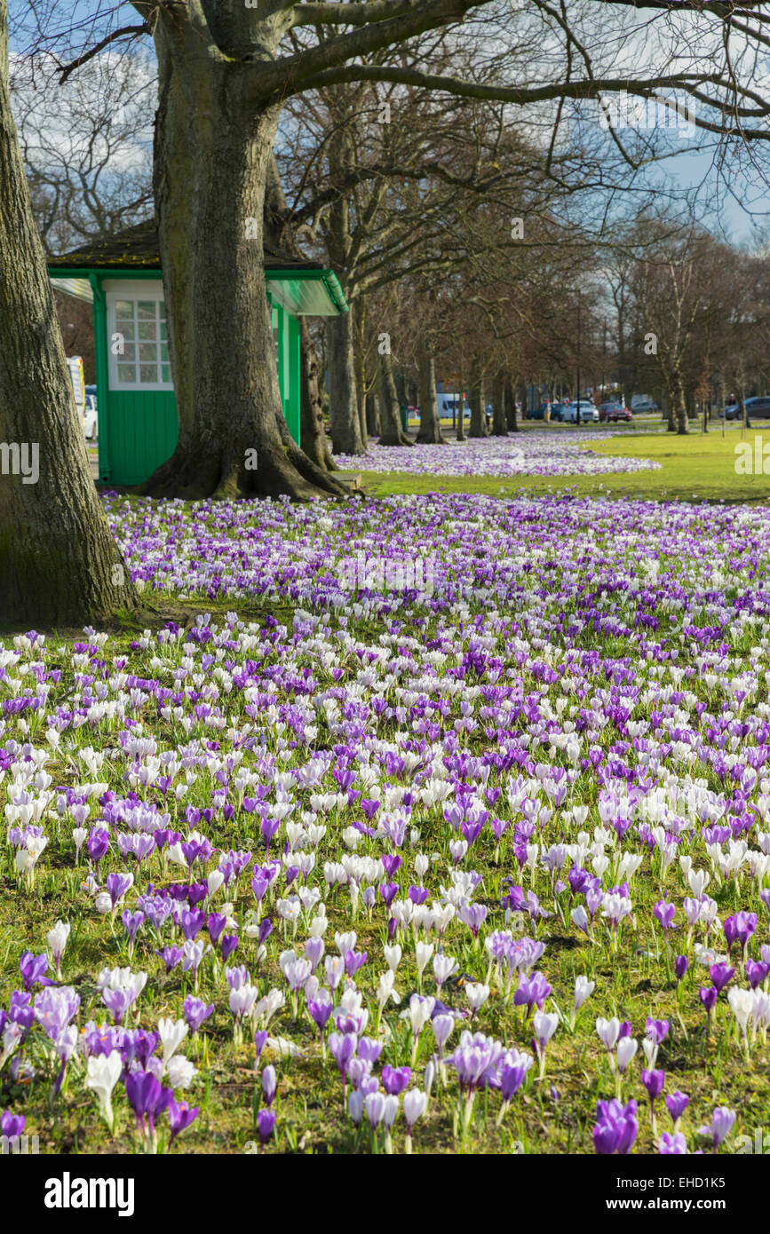 Crocuses on the Stray in Harrogate in March 2015 Stock Photo