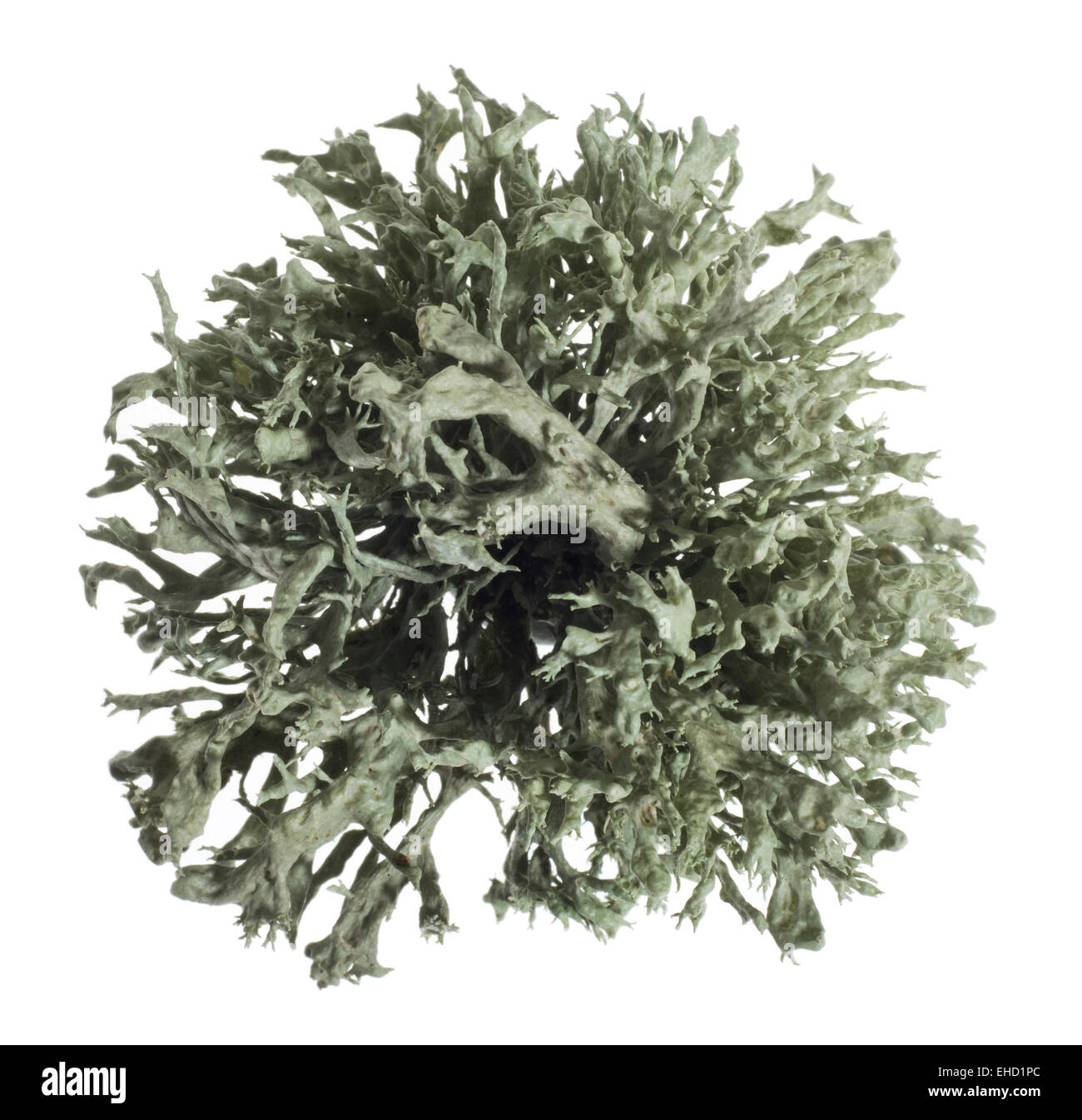 Fruticose lichen. Stock Photo