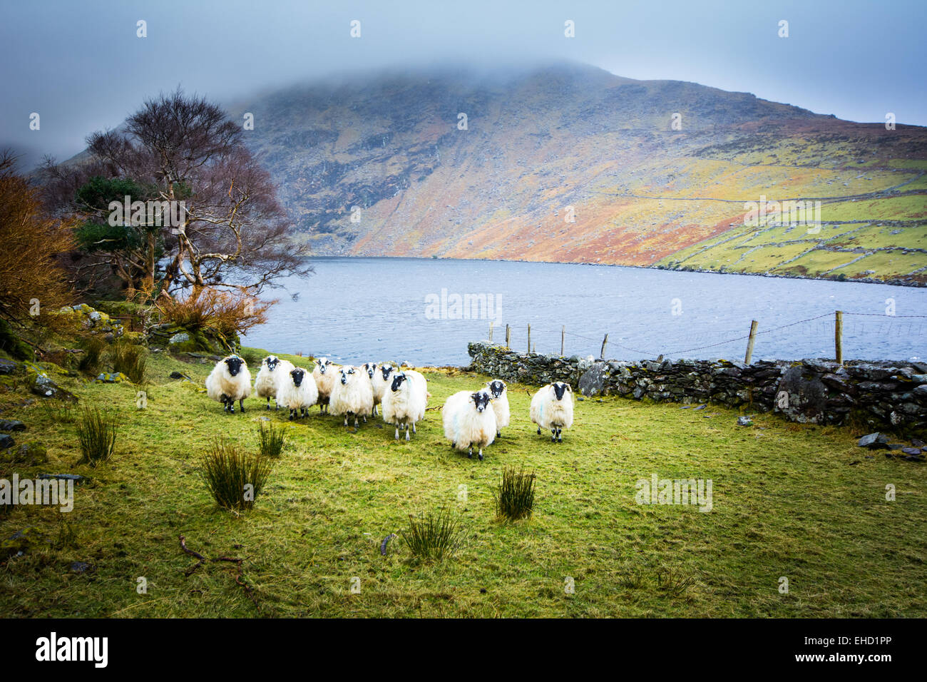 Lough Coomasaharn in County Kerry - a Typical Mountain Scene in Ireland with Sheep, lake and mist Stock Photo