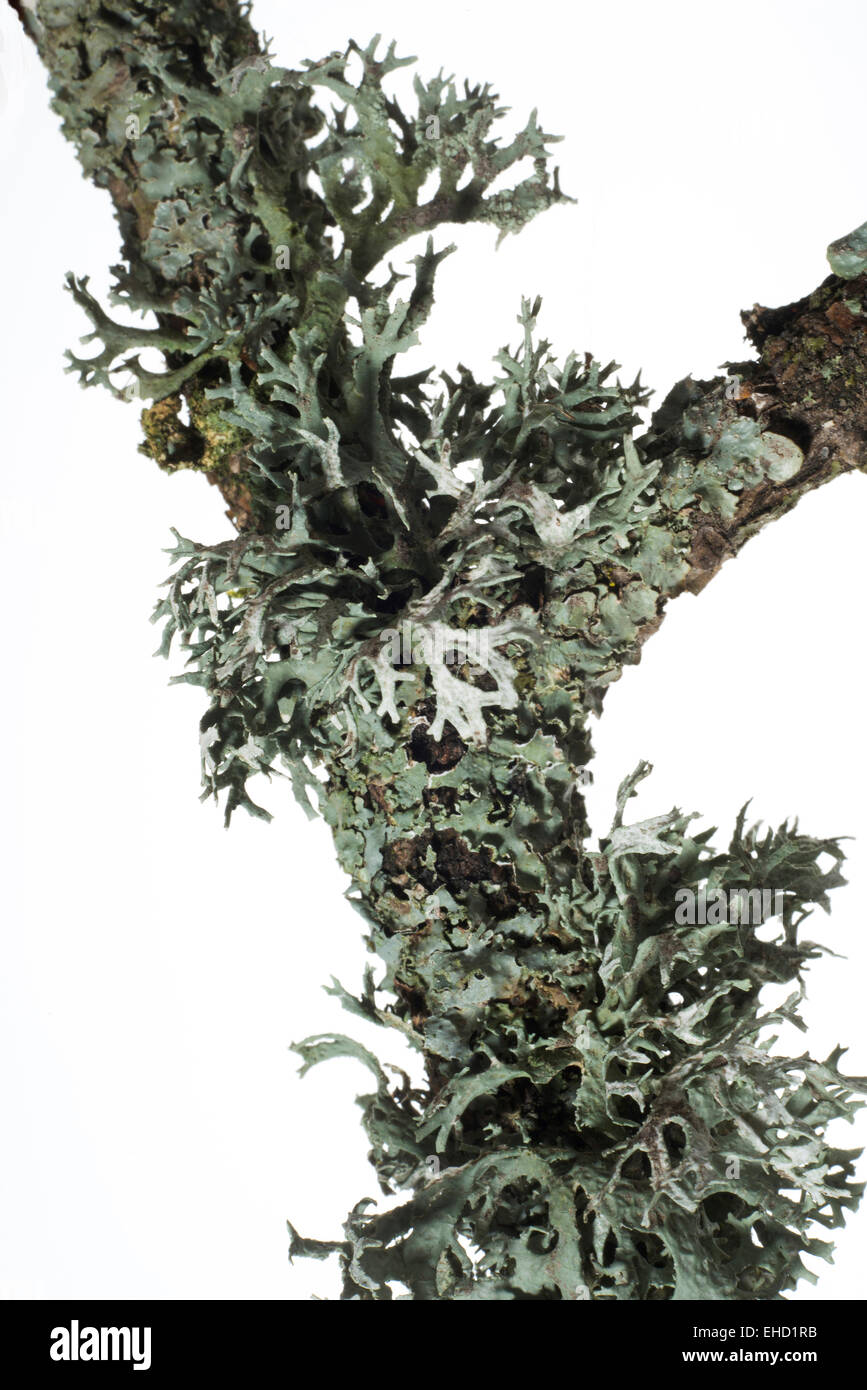 Oak twig covered with leafy foliose lichens and shrubby fruticose lichens. Stock Photo
