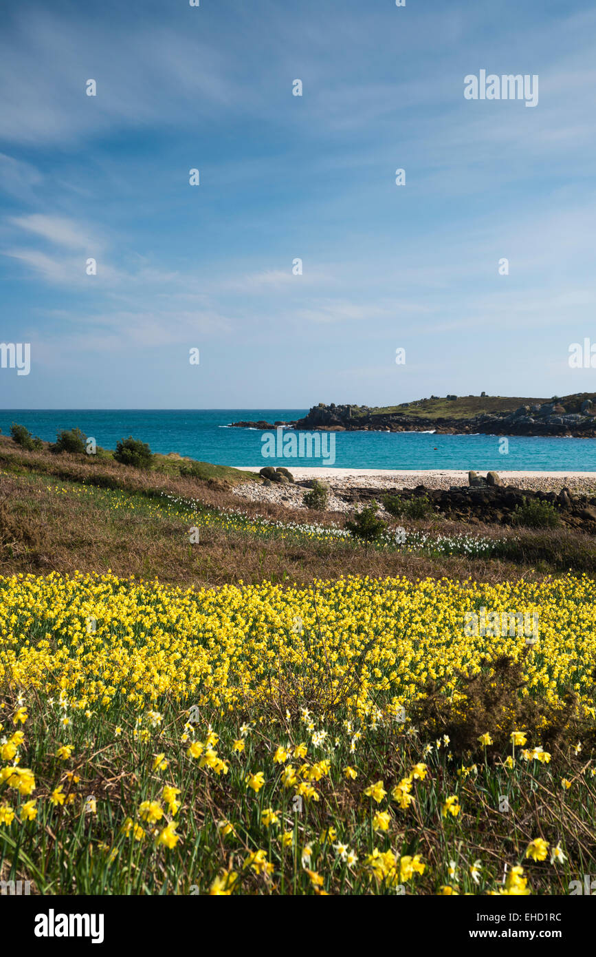 Scilly flowers daffodils hi-res stock photography and images - Alamy