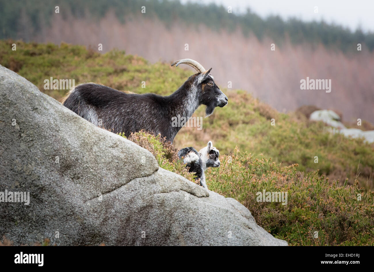 Mountain Goat with Young Kid on a Rock on Mountainside of Heather and Pine Trees Stock Photo