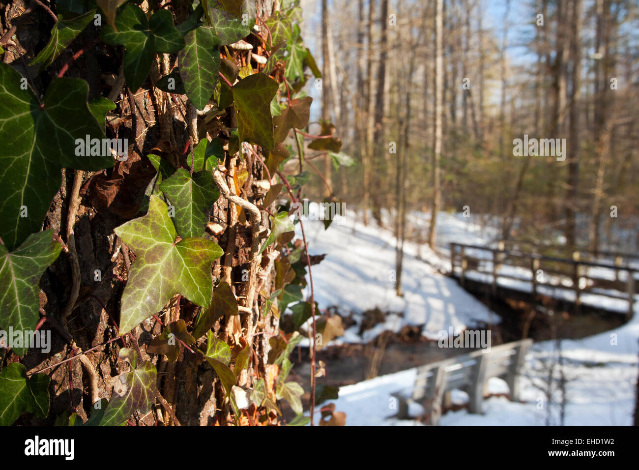 English Ivy (Hedera helix) on Andy Cove Trail Pisgah National Forest