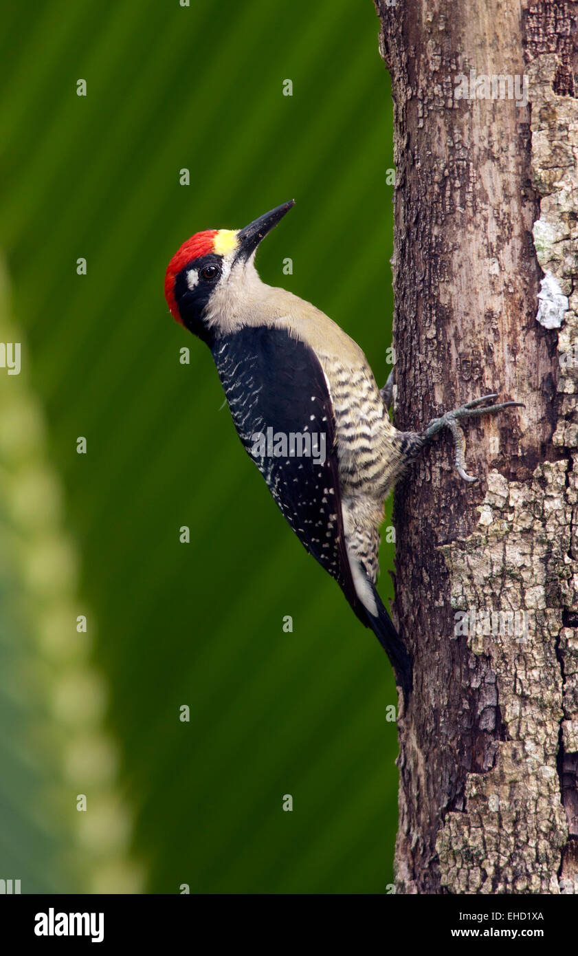 Black-cheeked Woodpecker - La Laguna del Lagarto Lodge, Boca Tapada, San Carlos, Costa Rica Stock Photo