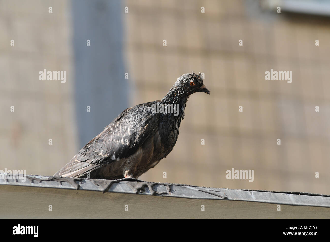 Pigeon on the roof outdoor in summer Stock Photo