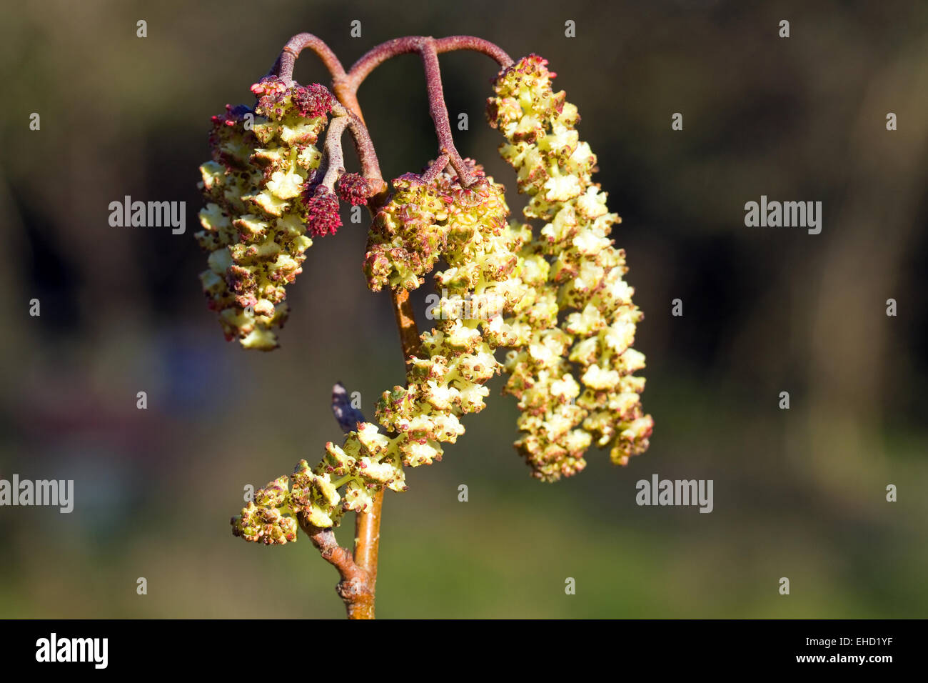 Spring catkins from the Common Alder Tree(Alnus glutinosa) Stock Photo