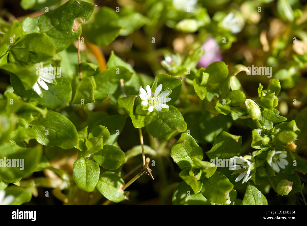 Common chickweed(Stellaria media) wildflower Stock Photo