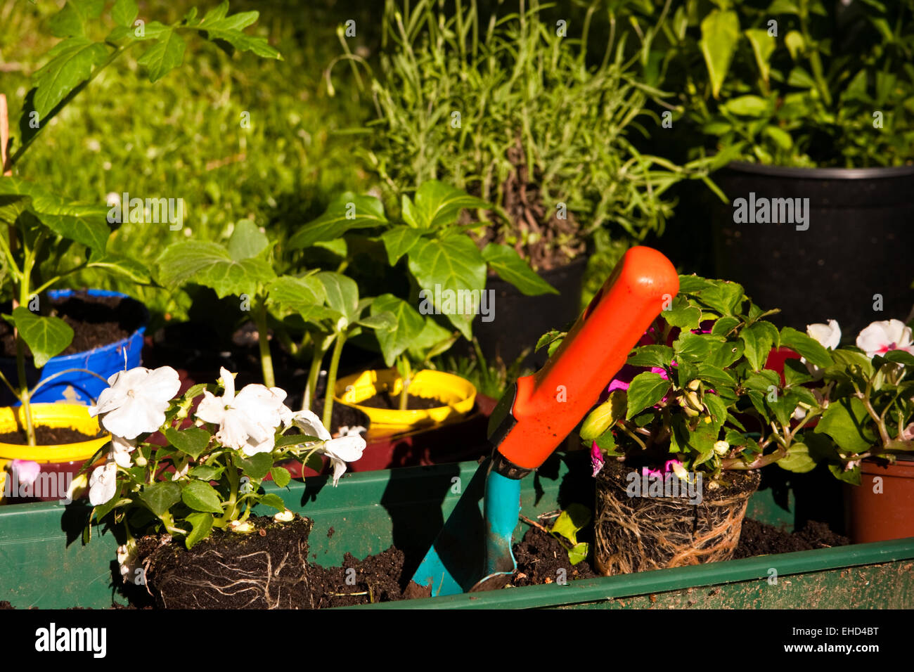 gärtnern, gardening Stock Photo