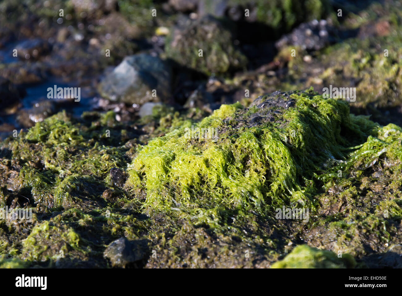 rocky shore front with green seaweed covered rocks Stock Photo