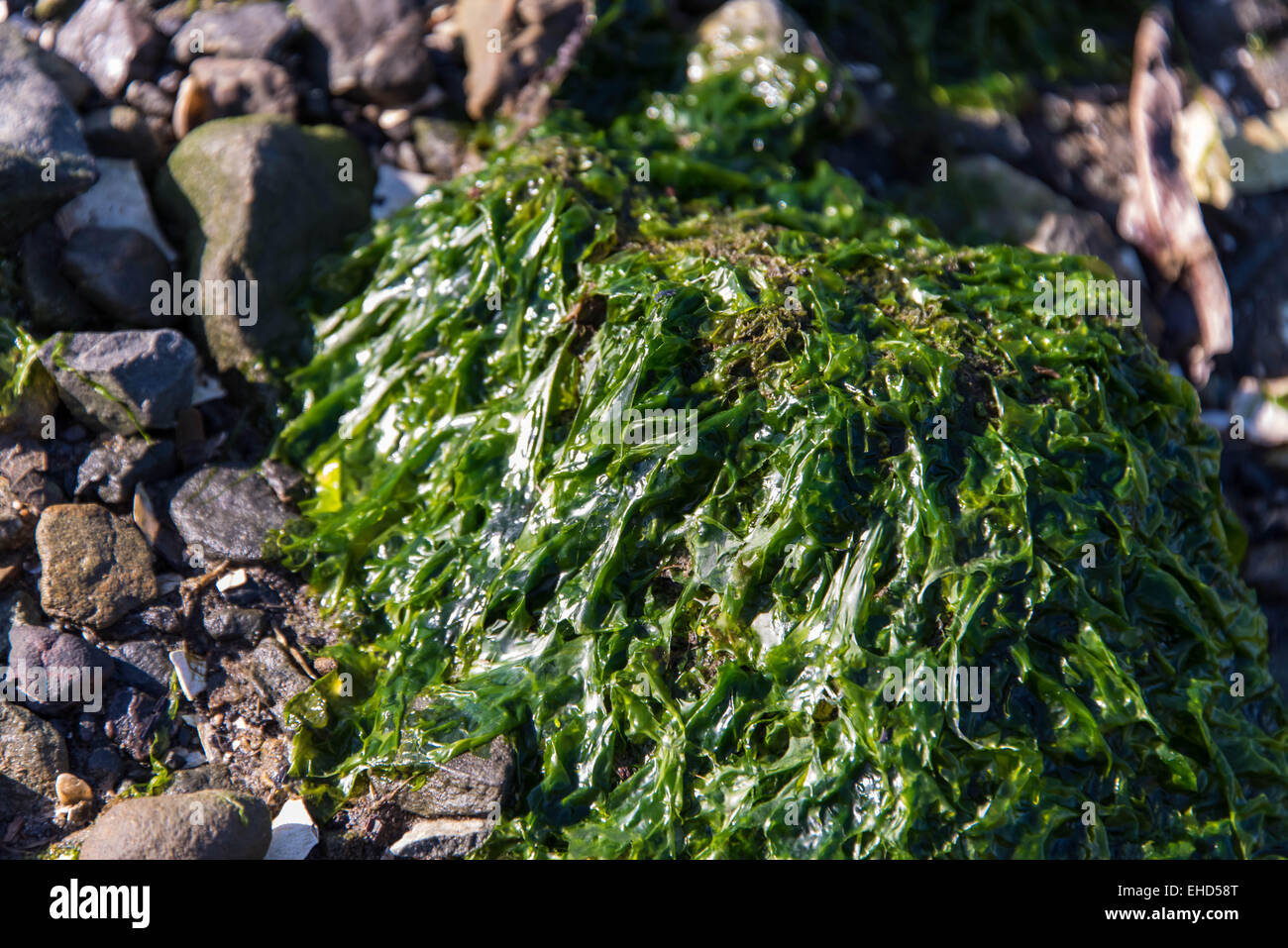 Green seaweed covered rocks hi-res stock photography and images - Alamy