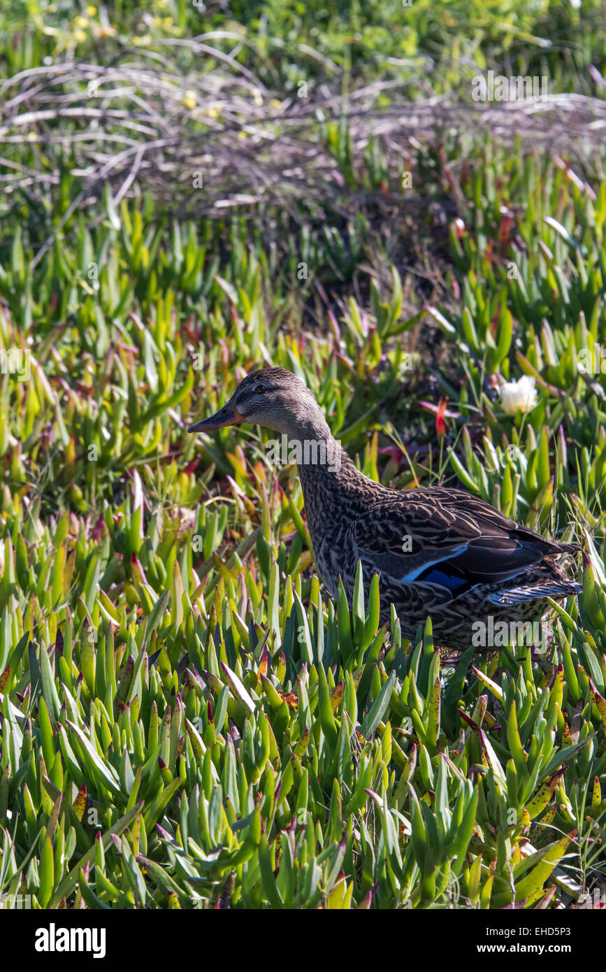 wild duck in a field of flowering aloe vera plants Stock Photo Alamy